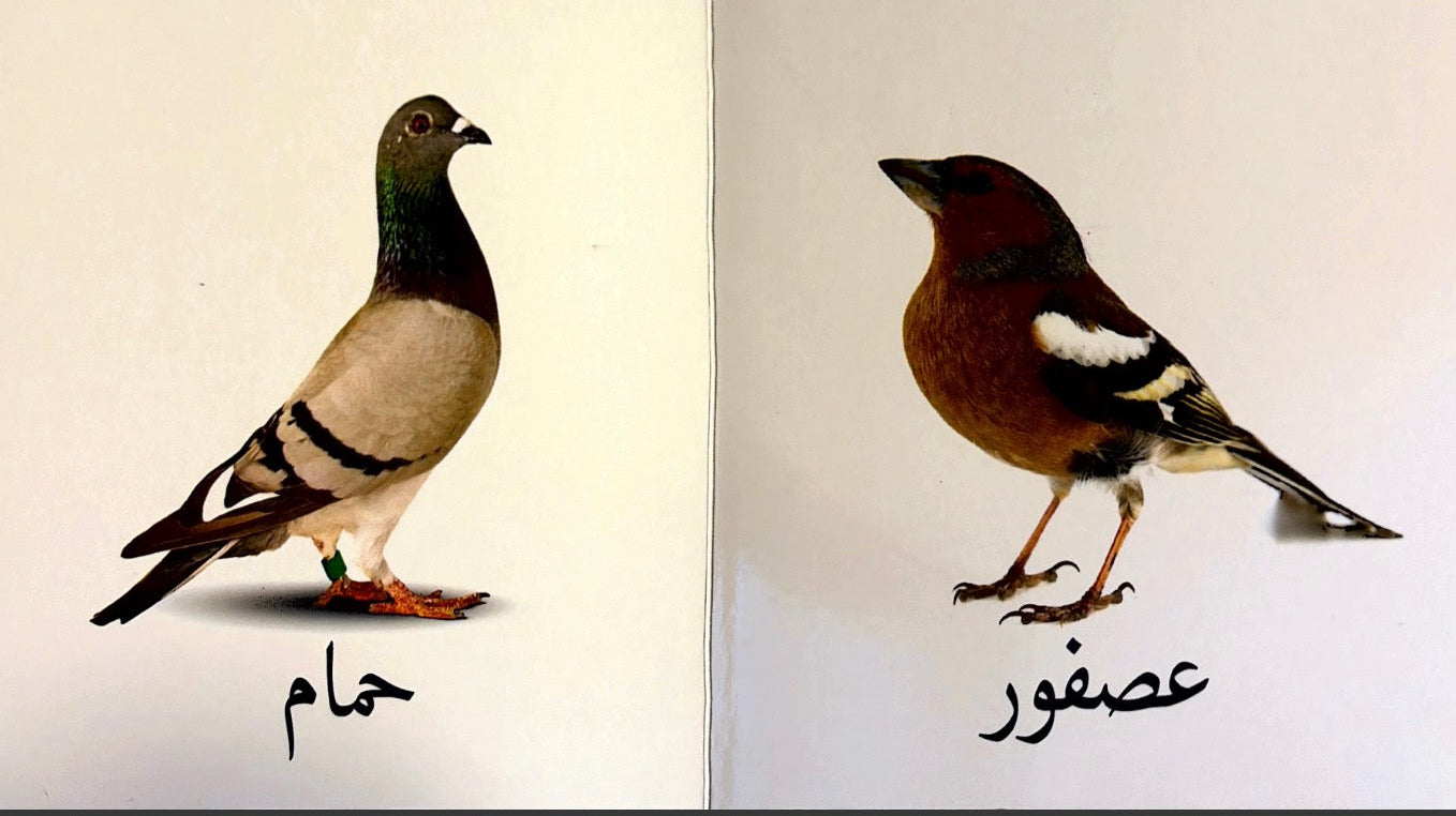 سلسلة تعليم الرضع كلماتي الاولى : الطيور
