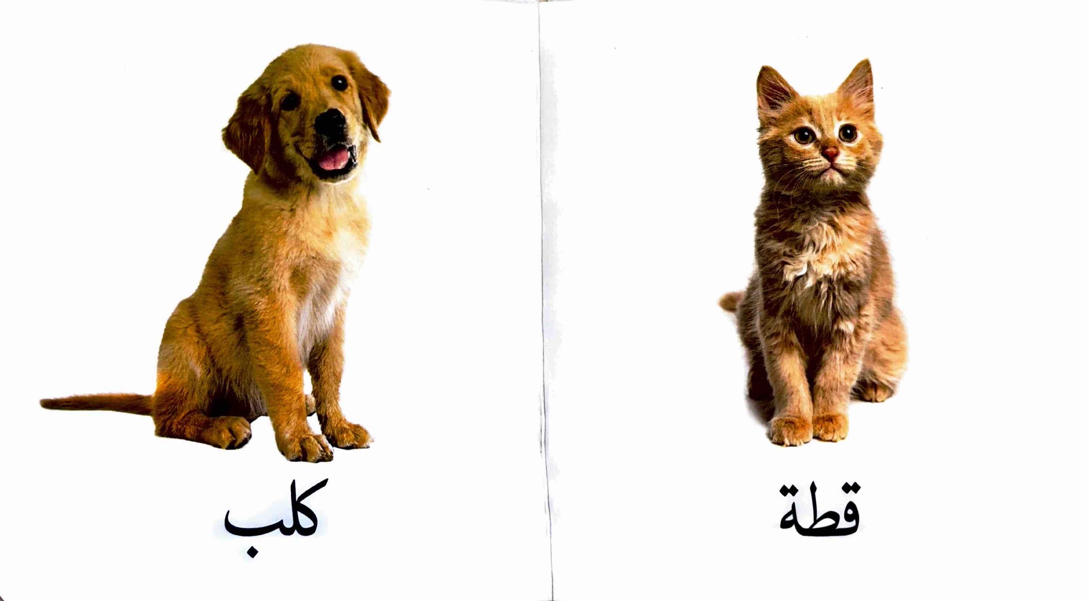 سلسلة تعليم الرضع كلماتي الأولى : حيوانات المزرعة