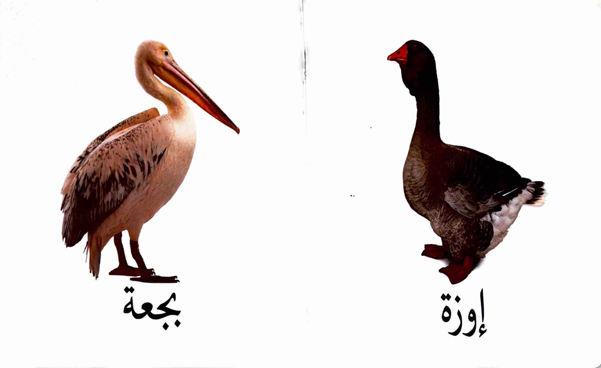 كلماتي الأولى : الطيور