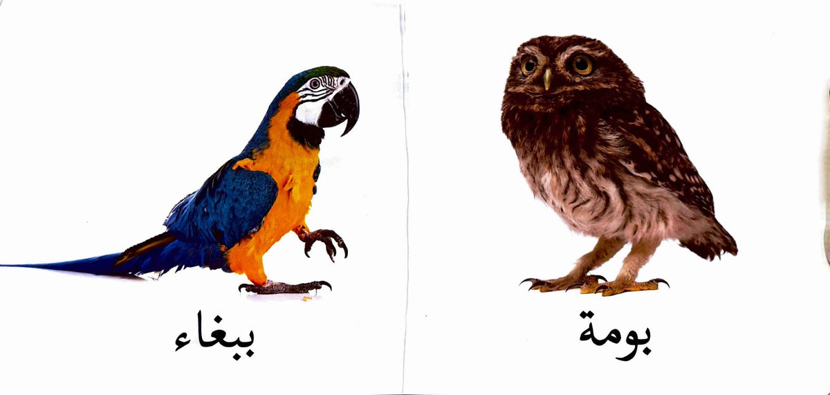 كلماتي الأولى : الطيور