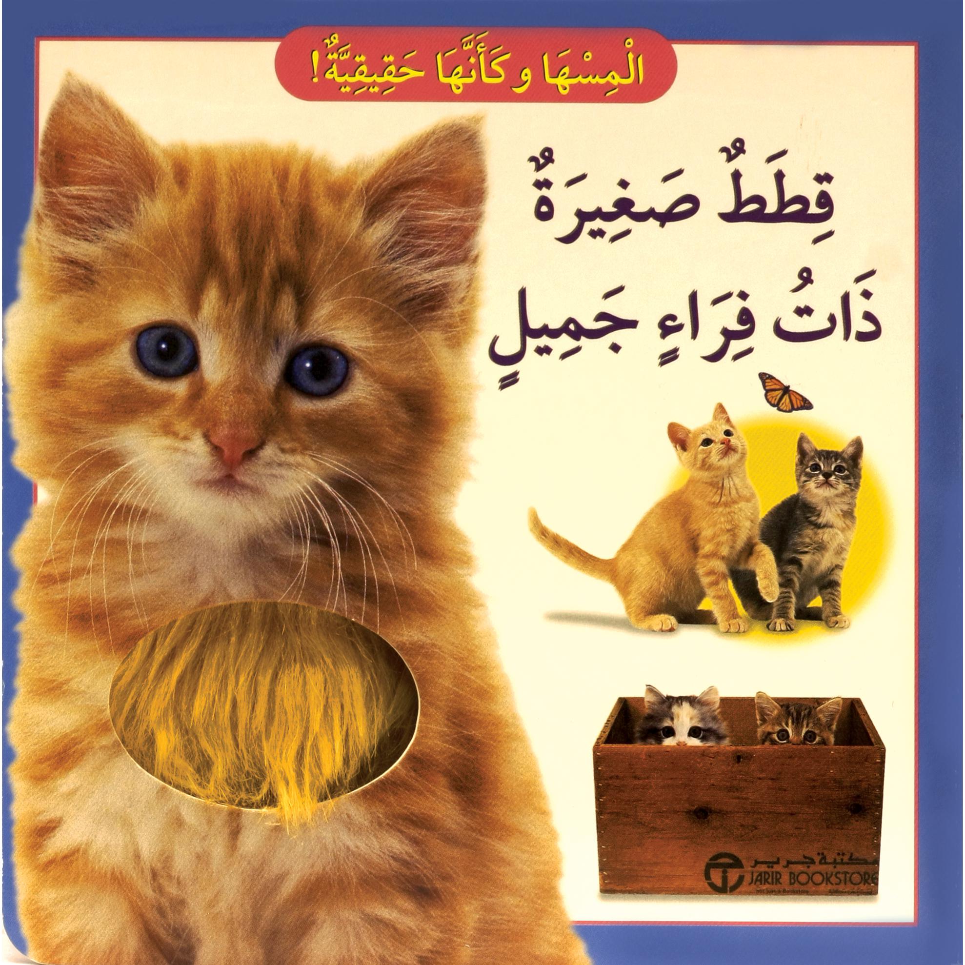 قطط صغيرة ذات فراء جميل