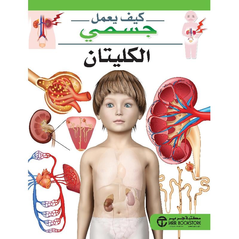 الكليتان سلسلة كيف يعمل جسمي