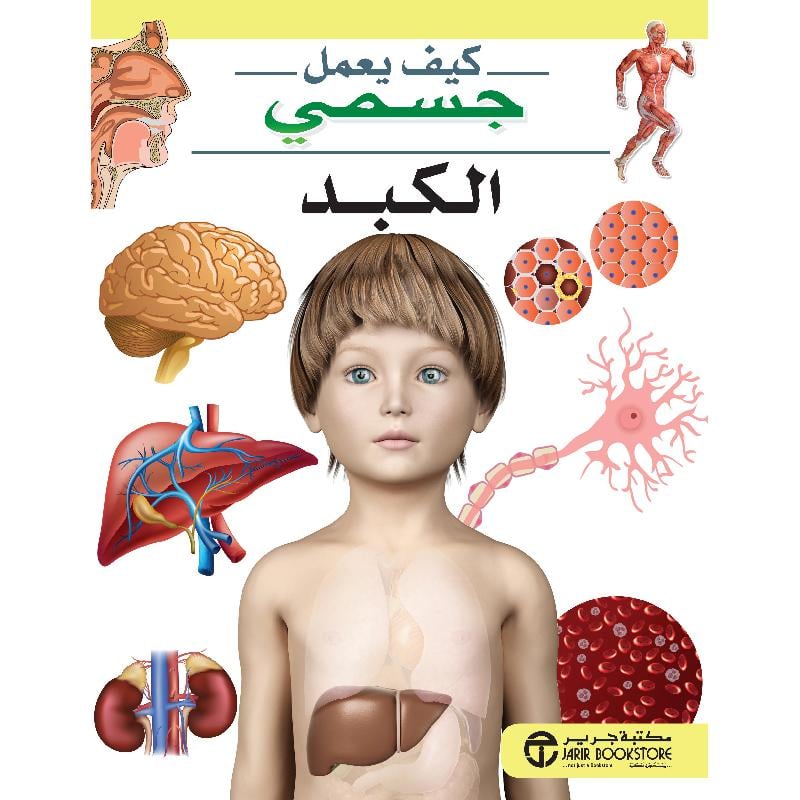 الكبد سلسلة كيف يعمل جسمي