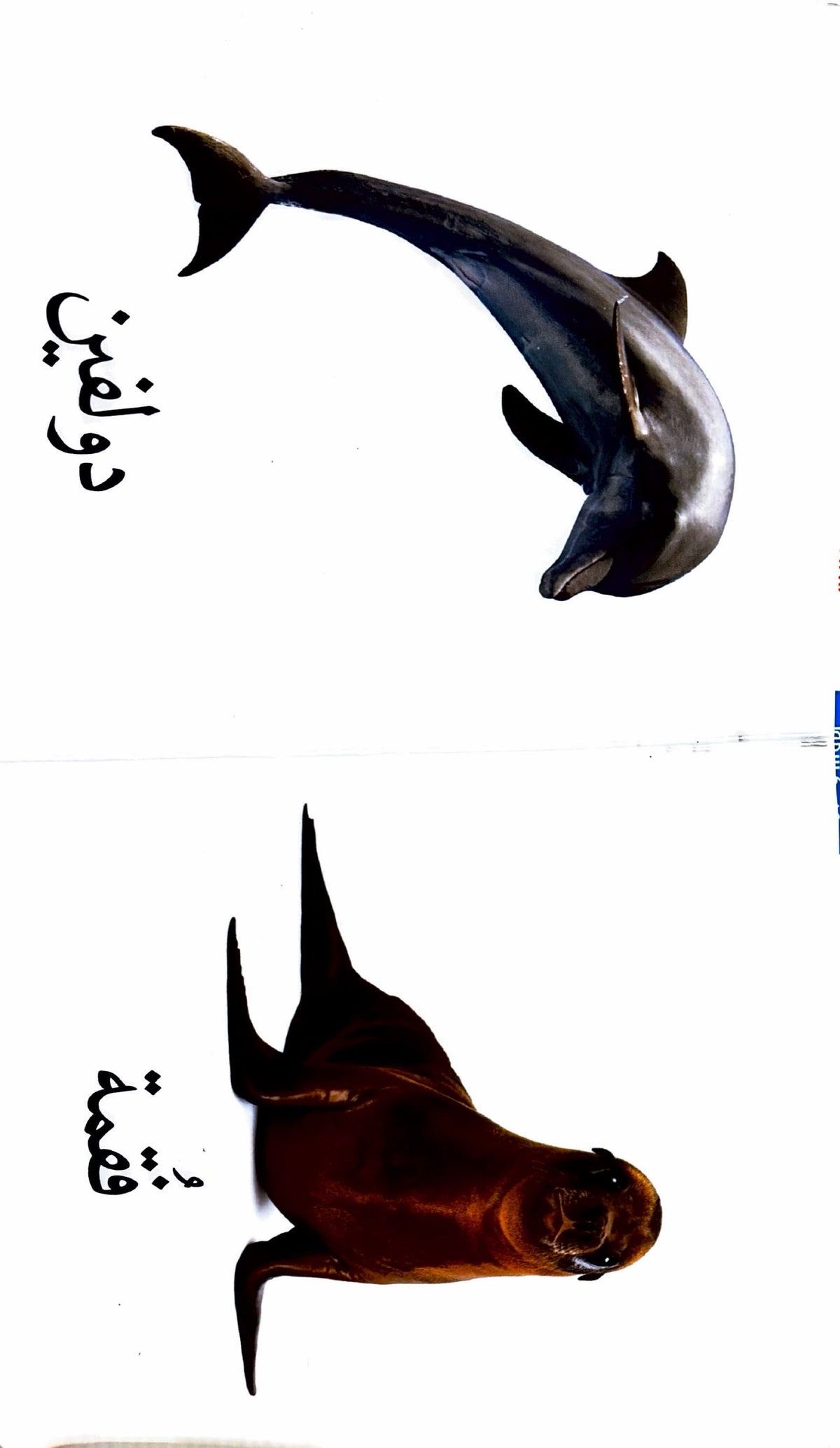 كلماتي الأولى : الكائنات البحرية